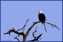 BaldEagle2.jpg