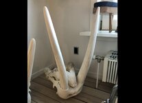 43B637E0-ECD6-4B64-B1D4-063A7328249C.jpeg 43B637E0-ECD6-4B64-B1D4-063A7328249C.jpeg