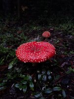 20211101_180952.jpg