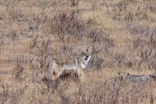 DSC_5125 -2.JPG