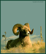 RMBighorn4.jpg