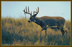 whitetail.jpg