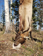Coffee Pot Elk.png Coffee Pot Elk.png