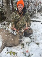 Deer 1.jpg