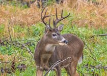 Columbian Whitetail  November 2021 a-8823.JPG