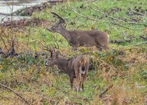 Columbian Whitetail  November 2021 a-8890.JPG