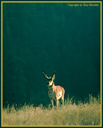 pronghorn4.jpg