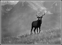 elk2B&W.jpg