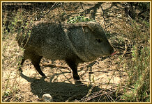 javelina.jpg