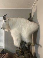 goat mount.jpg