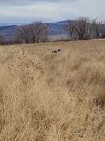 pheasant sequence 1.jpg