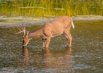 Whitetail September 2021 a-7259-1.JPG