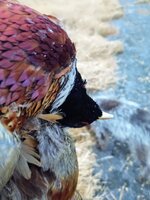 IMG_20211204_074420772.jpg