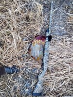 IMG_20211204_074520327.jpg