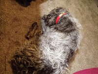 IMG_20211204_123139692.jpg