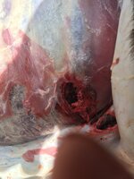 B4518212-DD1C-4000-A53C-35FB6E582677.jpeg