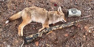 coyote 12ga.jpg