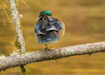 Wood duck December 2021 a-9026.JPG