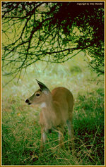 whitetailfawn2.jpg