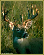 whitetailbuck.jpg