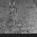 Screenshot from DSCF0041.AVI.png