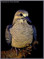 youngdove2.jpg