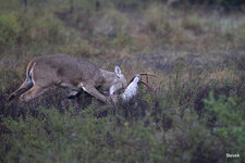 19-IMG_312719.jpg