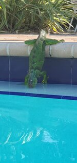 20211229_124117 Iguana.jpg