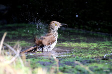 10-IMG_883716.JPG