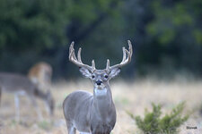 3-091721DossTurkey Roost_80.jpg 3-091721DossTurkey Roost_80.jpg