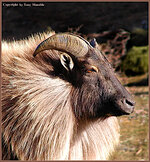 tahr.jpg