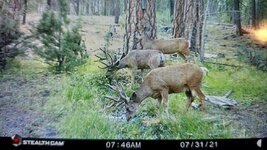 buck x2.jpg