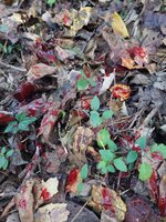 20211101_174133.jpg 20211101_174133.jpg