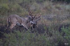 20-IMG_313819.jpg
