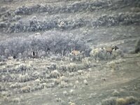 Villa ranch Elk.jpg