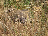 IMG_9622s.JPG
