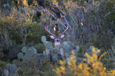 09-IMG_46101.JPG