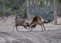 10-IMG_1772-21.jpg