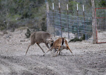 11-IMG_1774-21.jpg