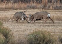 Muley November 2014 a-7300.JPG