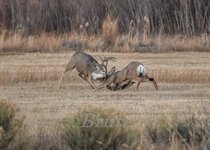 Muley November 2014 a-7301.JPG