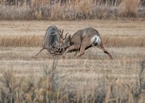 Muley November 2014 a-7310.JPG