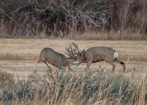Muley November 2014 a-7315.JPG
