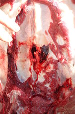 Entrance ribs.JPG
