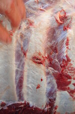 Offside rib.JPG