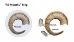 30 month ring.jpg