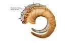 Growth Rings split age 8.jpg