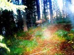 IMG_0382.jpg