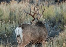 Muley November 2014 a -7337.JPG