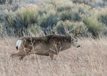 Muley November 2014 a -7360.JPG